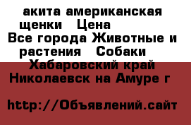 акита американская.щенки › Цена ­ 75 000 - Все города Животные и растения » Собаки   . Хабаровский край,Николаевск-на-Амуре г.